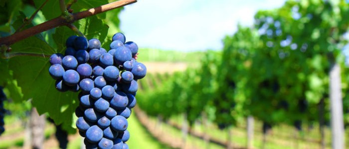 Maule Valley bunch of grapes