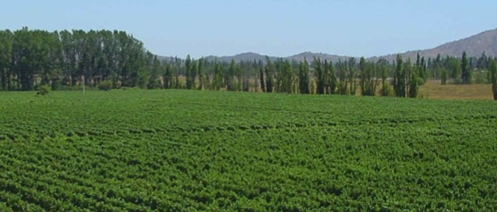 William Cole vineyards view