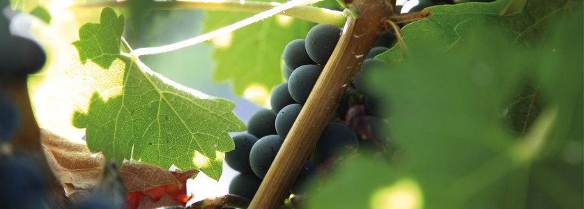 William Fèvre vines