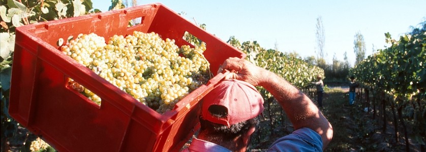 William Fevre hand-picking harvest