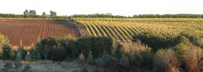 William Fèvre high altitude vineyards