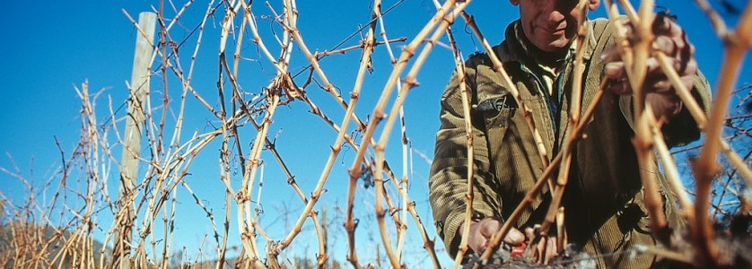 William Fèvre vineyards during prunning labour