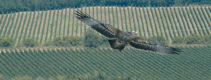 William Cole Eagle for bird control