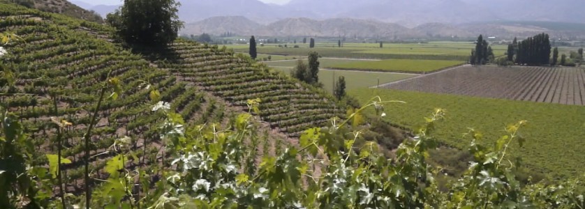 Aconcagua Valley San Esteban vineyards
