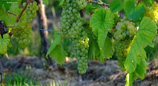 Las Pitras Sauvignon Blanc clusters