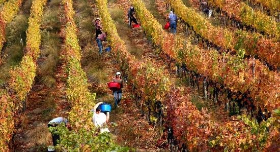 Las Pitras handpicked harvest at Majadilla field