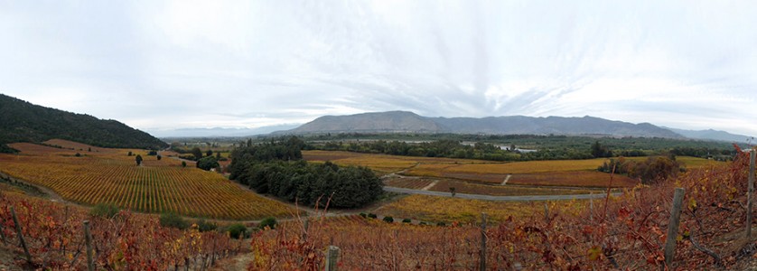 Las Pitras vineyards overview