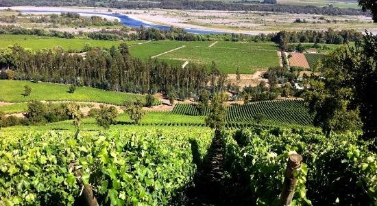 Las Pitras Majadilla spring vineyards