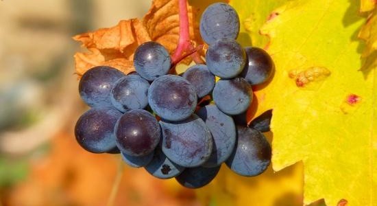 Las Pitras bunch of grapes