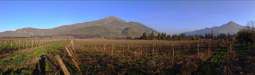 Rosa Elvira vineyards