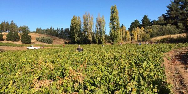 Tinto de Rulo - Malbec from San Rosendo vineyards