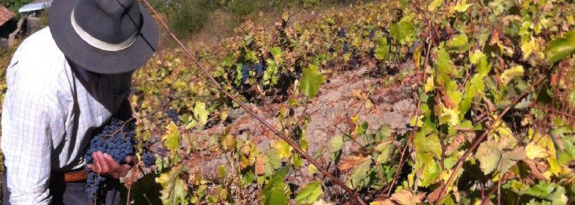 Tinto de Rulo old vines