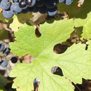 Tinto de Rulo leaf and cluster