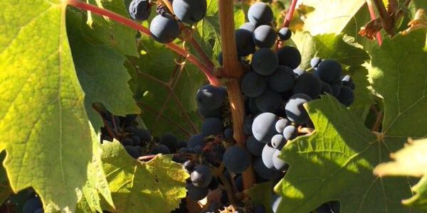 Tinto de Rulo Bunch of Malbec grapes
