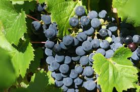 Rucahue bunch of grapes